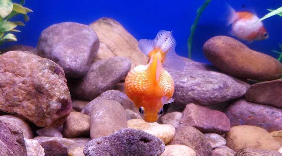 Description of image 12